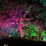 Colourful outdoor tree lighting creating an atmospheric event setting